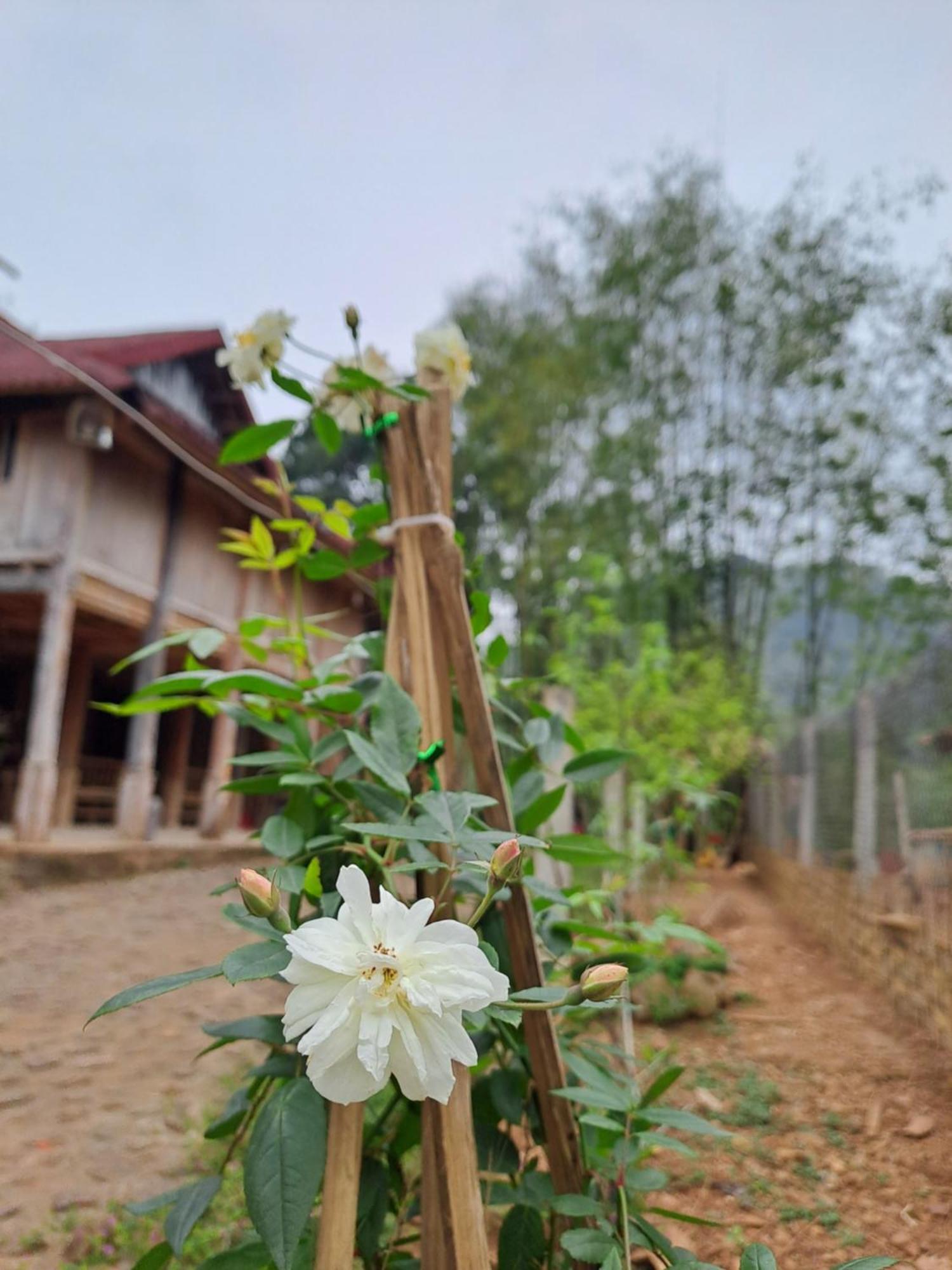 Muong Bi Homestay Hòa Bình Esterno foto